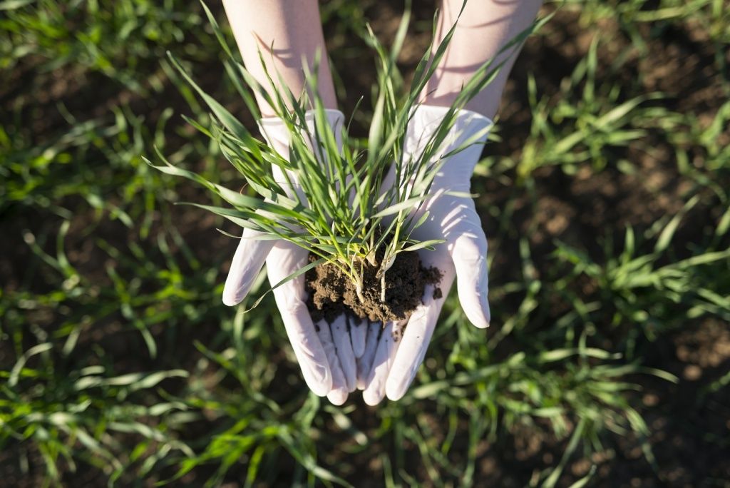 farmer-s-hands-holding-crops-with-fertile-soil-field.jpg
